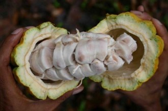 Côte dÂ’Ivoire : Café-Cacao, huit acheteurs véreux condamnés !